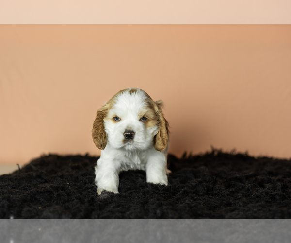 Medium Photo #25 Cocker Spaniel Puppy For Sale in NAPPANEE, IN, USA
