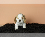 Small Photo #25 Cocker Spaniel Puppy For Sale in NAPPANEE, IN, USA