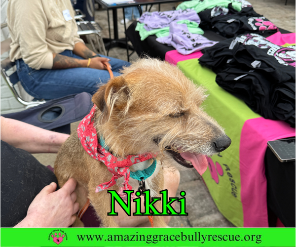 Medium Photo #5 Mutt Puppy For Sale in Pensacola, FL, USA