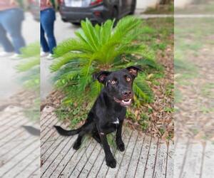 Labrador Retriever-Unknown Mix Dogs for adoption in San Antonio, TX, USA
