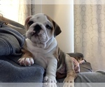 Small Photo #1 Bulldog Puppy For Sale in PARKER, CO, USA