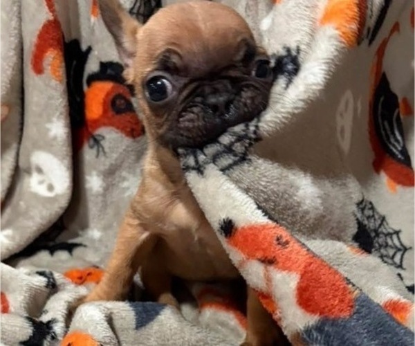 Medium Photo #1 French Bulldog Puppy For Sale in HICKORY, NC, USA