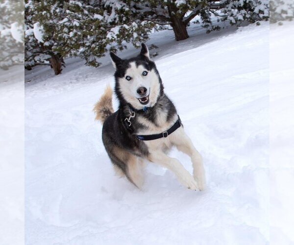Medium Photo #53 Siberian Husky Puppy For Sale in Kanab, UT, USA
