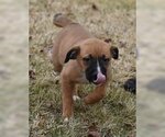 Small Photo #3 Bullboxer Pit Puppy For Sale in Mechanicsburg, PA, USA