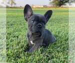 Small Photo #1 French Bulldog Puppy For Sale in CLAREMORE, OK, USA