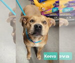 Small #2 Staffordshire Bull Terrier Mix