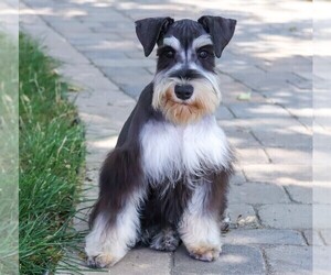 Schnauzer (Miniature) Puppy for Sale in SYRACUSE, Indiana USA