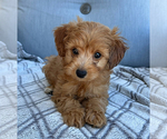 Puppy Lacy Goldendoodle