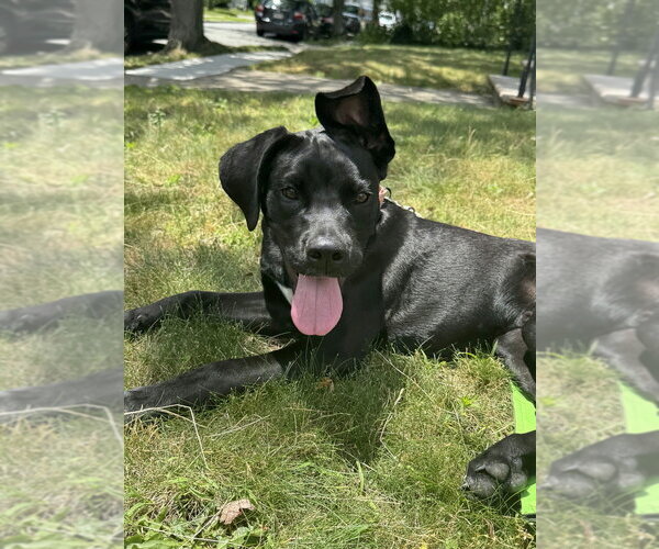 Medium Photo #5 Labrador Retriever-Unknown Mix Puppy For Sale in Boston, MA, USA