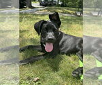 Small #4 Labrador Retriever Mix