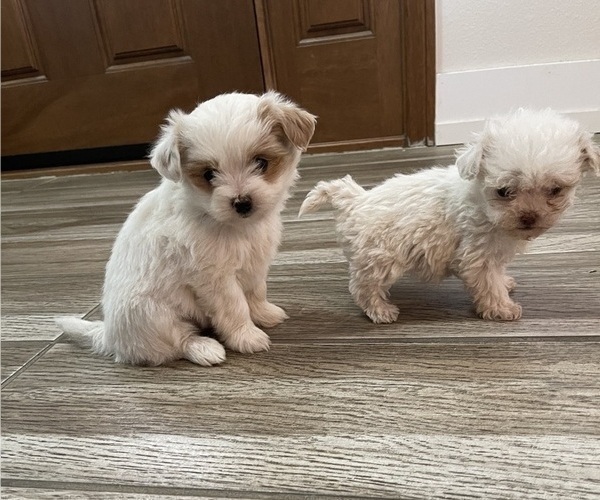Medium Photo #13 Maltipoo Puppy For Sale in APPLE VALLEY, CA, USA