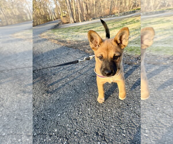 Medium Photo #14 Mutt Puppy For Sale in Brewster, NY, USA