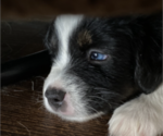 Small Photo #8 Miniature Australian Shepherd Puppy For Sale in PLACERVILLE, CA, USA
