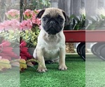 Small #4 Pug