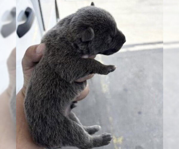 Medium Photo #1 Siberian Husky-Unknown Mix Puppy For Sale in Houston, TX, USA