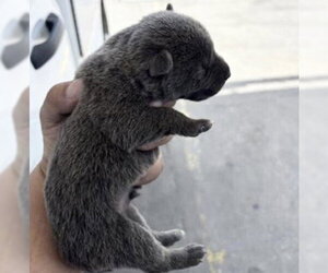 Siberian Husky-Unknown Mix Dogs for adoption in Houston, TX, USA