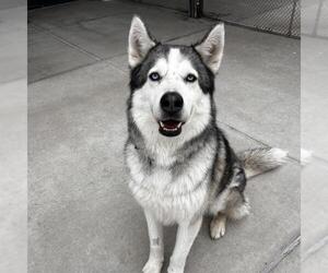 Siberian Husky Dogs for adoption in Denver, CO, USA