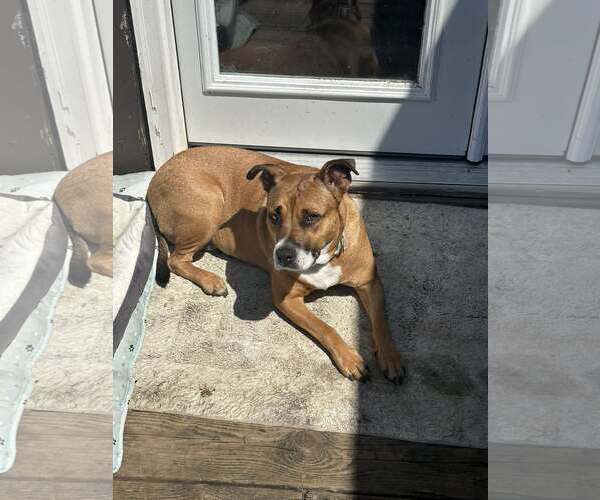 Medium Photo #1 American Pit Bull Terrier-Unknown Mix Puppy For Sale in Jackson Township, NJ, USA