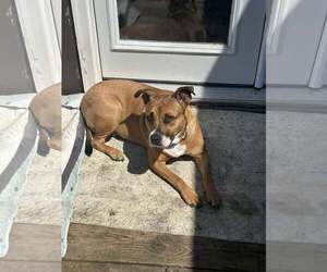 American Pit Bull Terrier-Unknown Mix Dogs for adoption in Jackson Township, NJ, USA