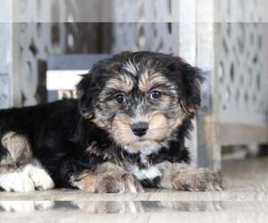 Yo-Chon Puppy for sale in MOUNT VERNON, OH, USA