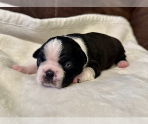 Boston Terrier Puppy for sale in WASHBURN, MO, USA