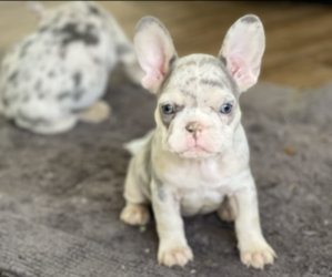 French Bulldog Puppy for Sale in NORTHRIDGE, California USA