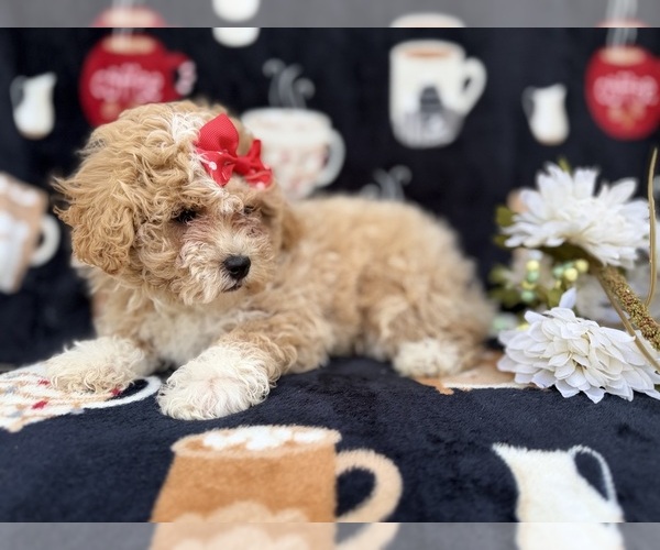Medium Photo #2 Bichpoo Puppy For Sale in LAKELAND, FL, USA