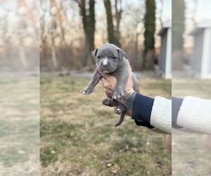 American Bully Puppy for sale in LANCASTER, PA, USA