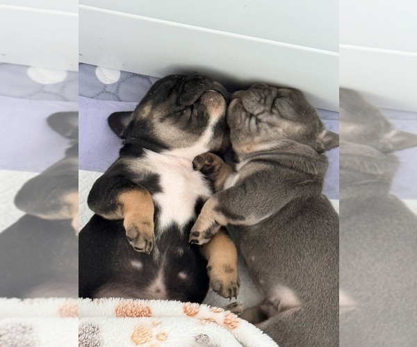 Medium Photo #5 French Bulldog Puppy For Sale in WESLEY CHAPEL, FL, USA