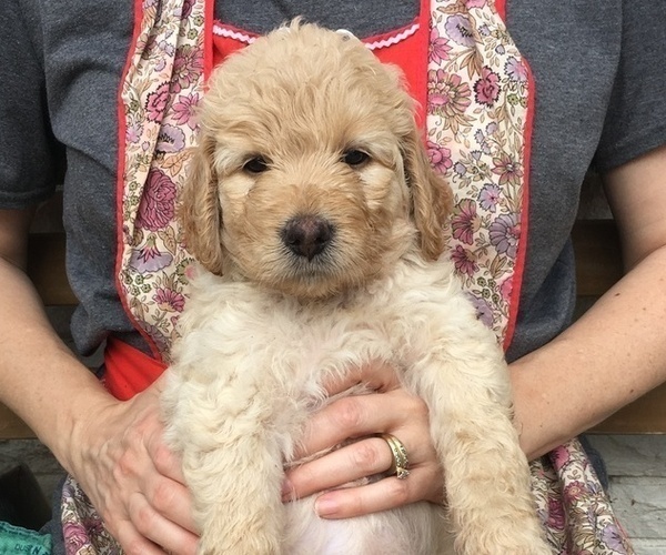 Medium Photo #13 Goldendoodle Puppy For Sale in TERRY, MS, USA