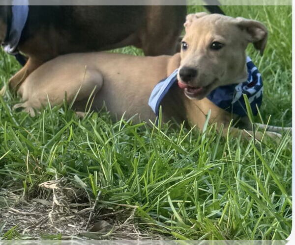 Medium Photo #7 American Pit Bull Terrier-Unknown Mix Puppy For Sale in Oakhurst, NJ, USA