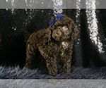Small #7 Goldendoodle (Miniature)