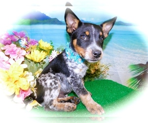 Australian Cattle Dog-Jack-Rat Terrier Mix Puppy for sale in HAMMOND, IN, USA