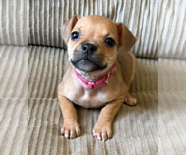 Medium Photo #1 French Bullhuahua Puppy For Sale in Belleville, MI, USA