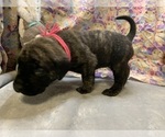 Puppy Puppy 5 Mastiff