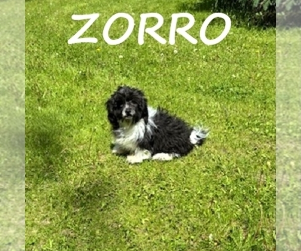 Medium Photo #4 Shih-Poo Puppy For Sale in HARTLAND, MN, USA