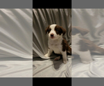 Small Photo #2 Border-Aussie Puppy For Sale in ORLANDO, FL, USA