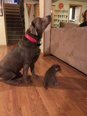 Father of the Labrador Retriever puppies born on 09/09/2018