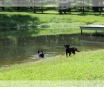 Small #3 Labrador Retriever-Mutt Mix