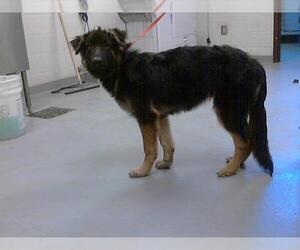 German Shepherd Dog Dogs for adoption in Fayetteville, NC, USA