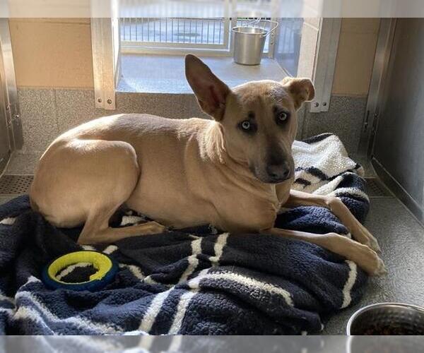 Medium Photo #2 German Shepherd Dog Puppy For Sale in Orange, CA, USA