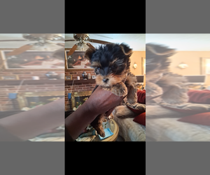 Medium Yorkshire Terrier