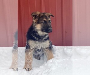 German Shepherd Dog Puppy for sale in COLUMBUS, IN, USA