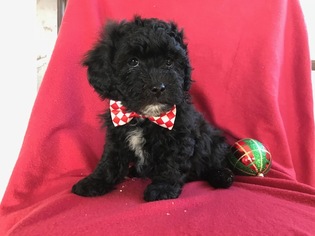 Havashu Puppy for sale in PEACH BOTTOM, PA, USA