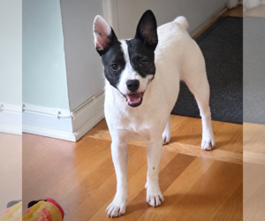 Brat Dogs for adoption in Atlanta, GA, USA