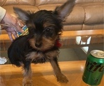 Small Photo #4 Yorkshire Terrier Puppy For Sale in OAK LAWN, IL, USA