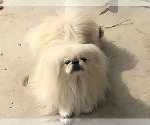 Mother of the Pekingese puppies born on 10/19/2021