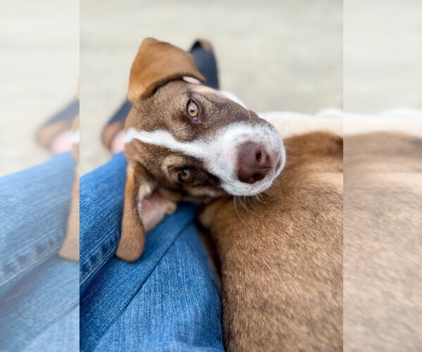 Medium Photo #4 Mutt Puppy For Sale in Lawrenceville, NJ, USA