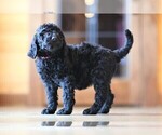 Small Photo #3 Poodle (Standard) Puppy For Sale in STANLEY, VA, USA
