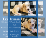 Puppy Truman F2 Aussiedoodle